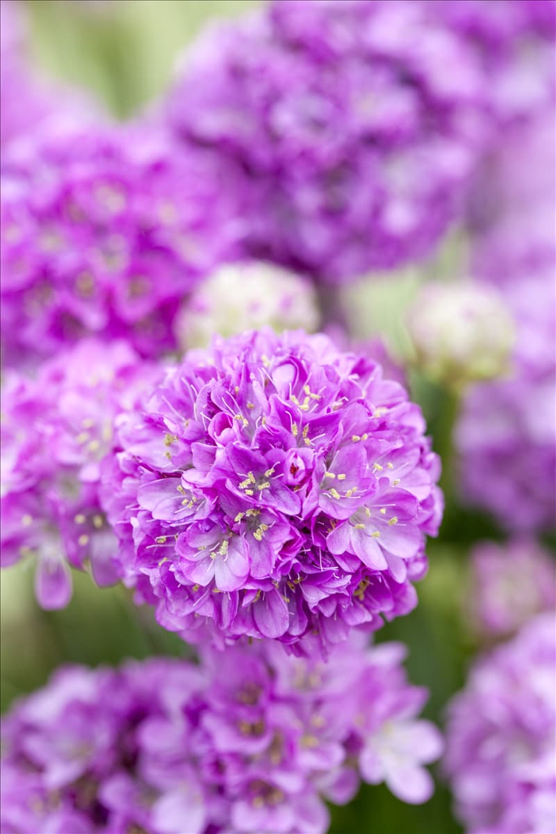 Armeria pseudarmeria 'Ballerina Lilac'