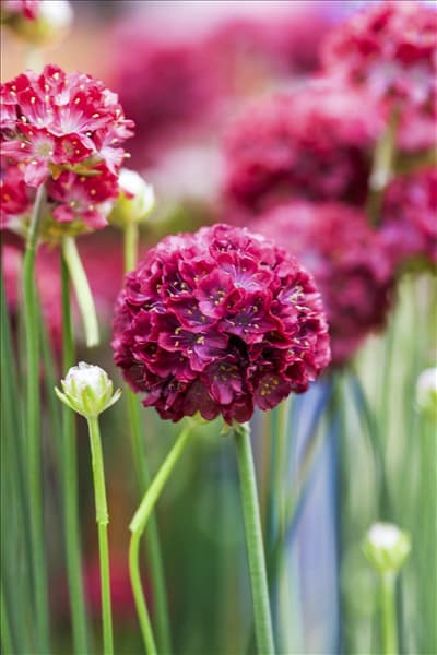 Armeria pseudarmeria 'Ballerina Red'