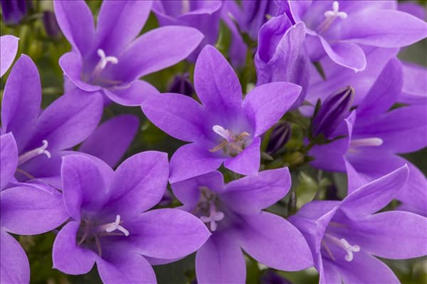 Campanula portenschlagiana