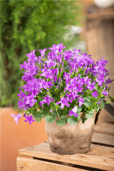 Campanula portenschlagiana 'Blue Royal'
