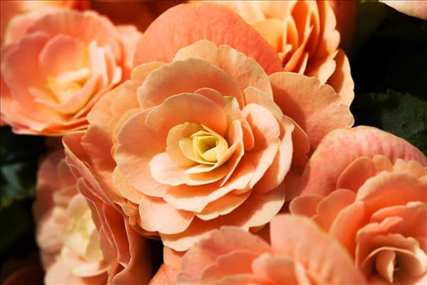 Begonia elatior