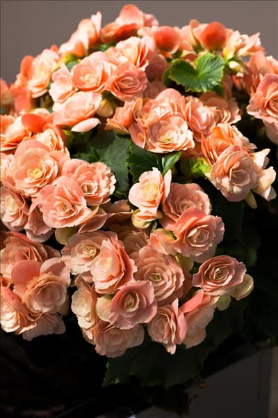 Begonia elatior