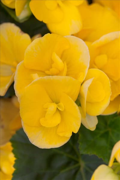 Begonia elatior