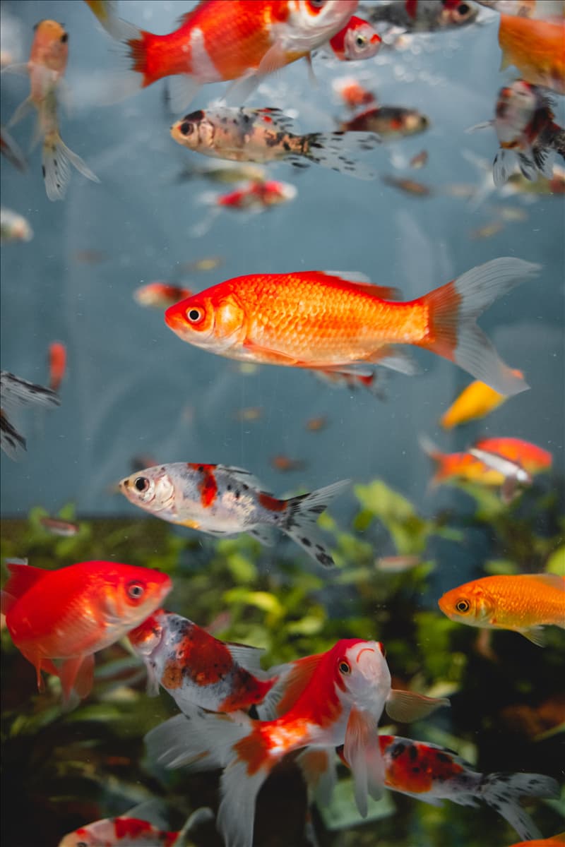 Aquaristik, Fische und Wasserpflanzen