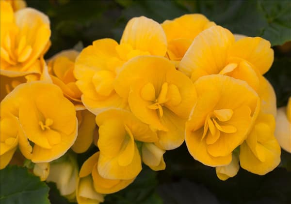 Begonia elatior