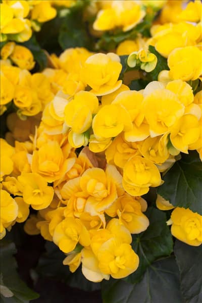 Begonia elatior