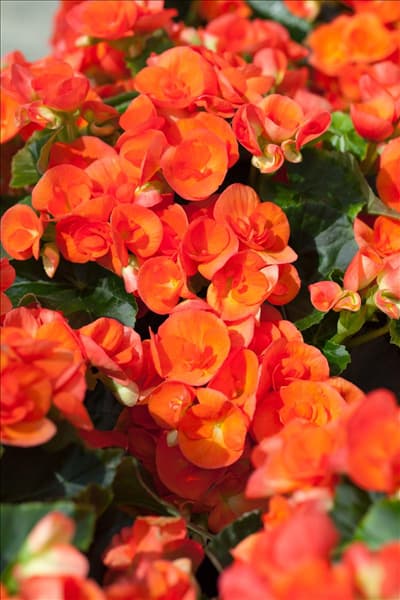 Begonia elatior