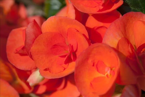 Begonia elatior