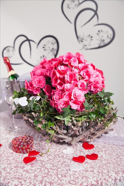 Begonia elatior, rosa