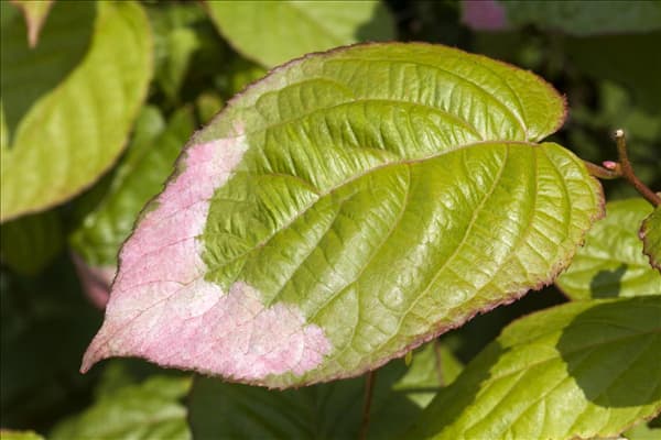 Actinidia kolomikta