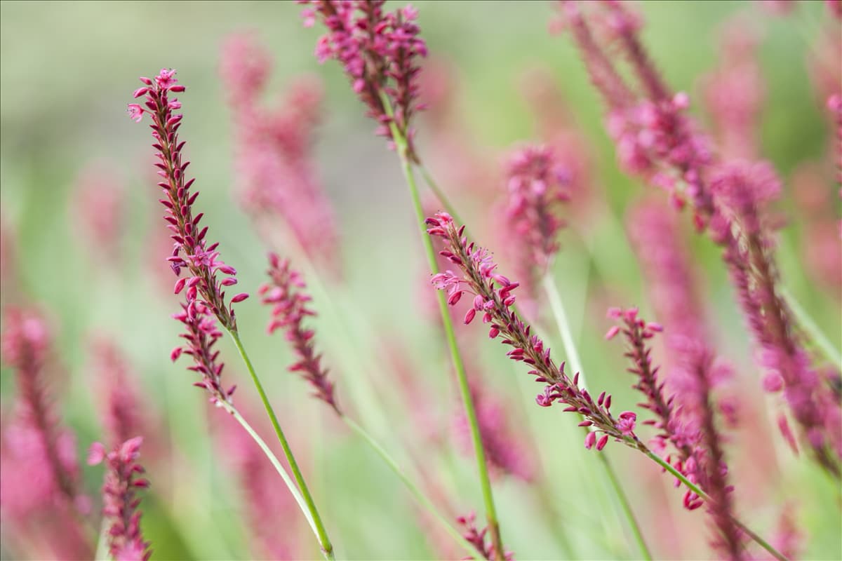 Bistorta amplexicaulis