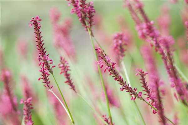 Bistorta amplexicaulis
