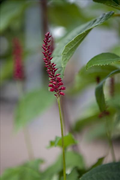 Bistorta amplexicaulis