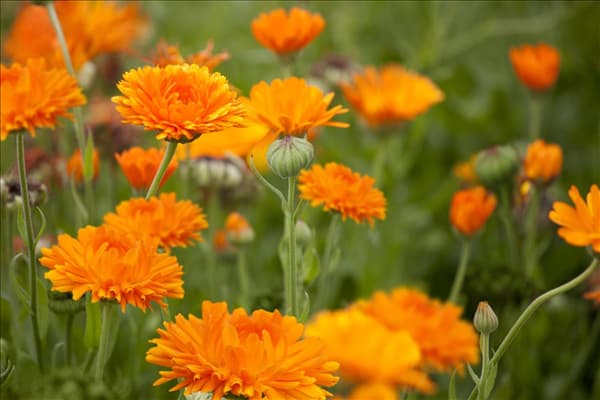 Calendula officinalis