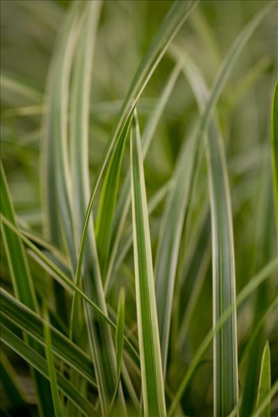 Carex morrowii ssp. foliosissima 'Ice Dance'