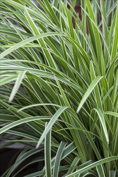 Carex morrowii ssp. foliosissima 'Icedance'