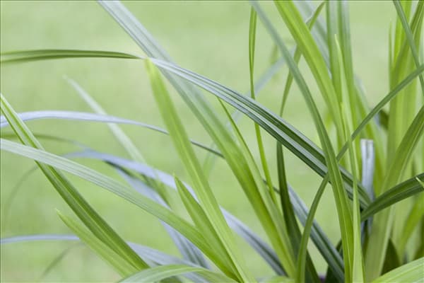 Carex morrowii ssp. foliosissima 'Irish Green'