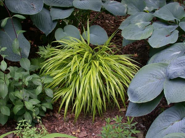 Carex morrowii