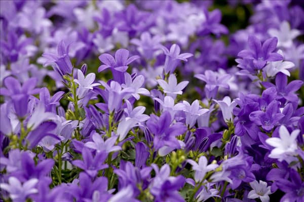 Campanula portenschlagiana 'Get Mee'®