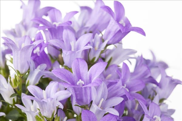 Campanula portenschlagiana 'Get Mee'®