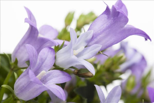Campanula portenschlagiana 'Get Mee'®