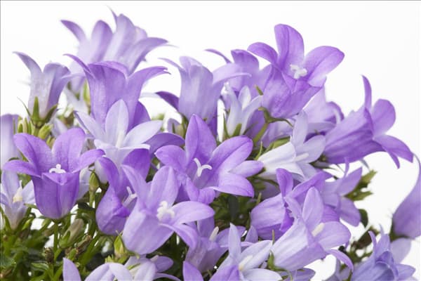 Campanula portenschlagiana 'Get Mee'®