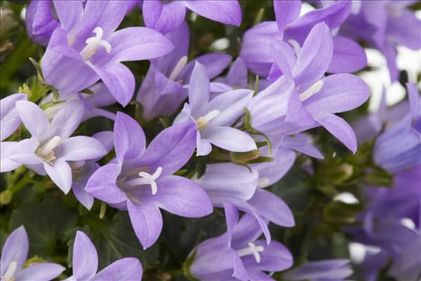Campanula portenschlagiana 'Get Mee'®