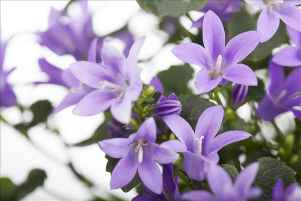 Campanula portenschlagiana 'Get Mee'®