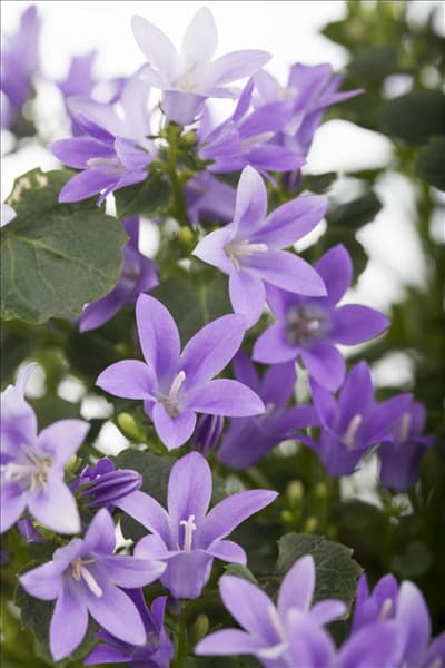 Campanula portenschlagiana 'Get Mee'®
