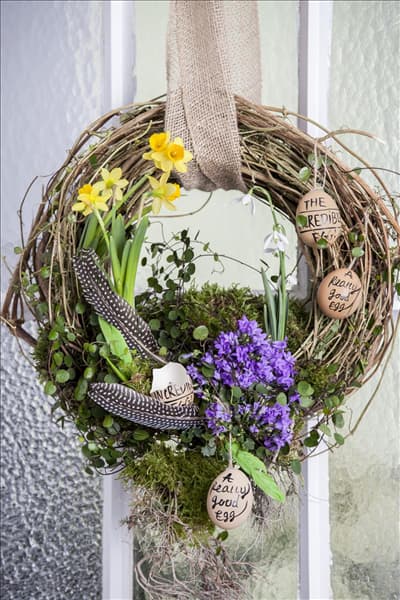 Campanula portenschlagiana 'Get Mee'®