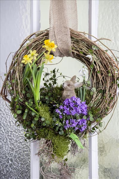 Campanula portenschlagiana 'Get Mee'®