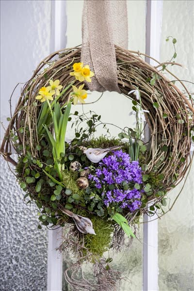 Campanula portenschlagiana 'Get Mee'®
