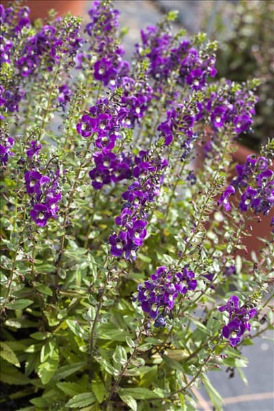 Angelonia angustifolia
