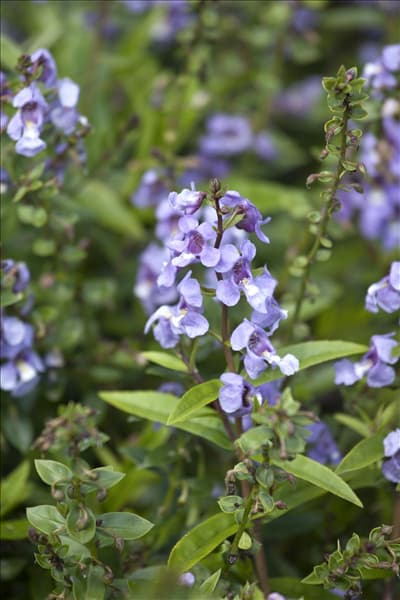 Angelonia angustifolia
