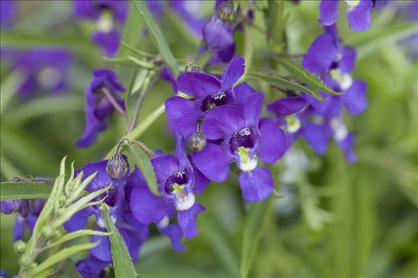 Angelonia gardneri