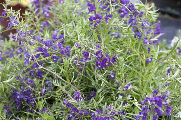 Angelonia gardneri