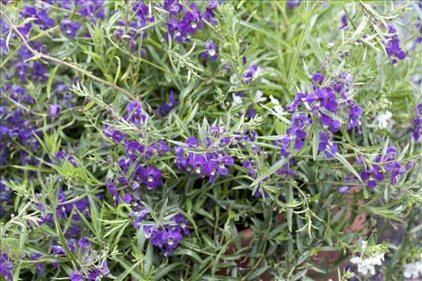 Angelonia gardneri