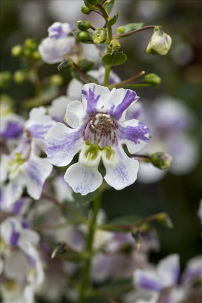 Angelonia angustifolia