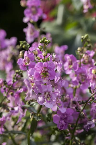 Angelonia angustifolia