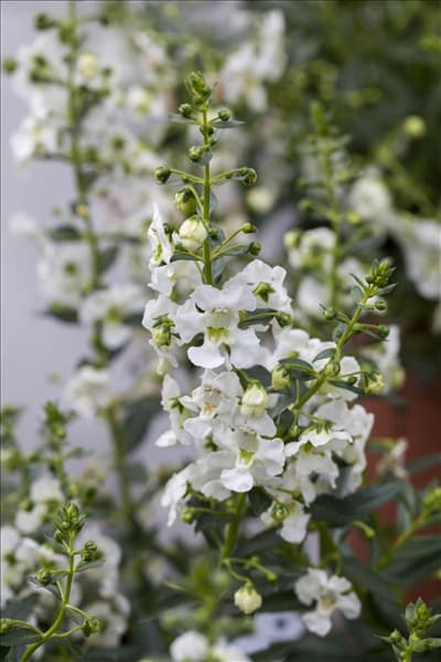 Angelonia angustifolia