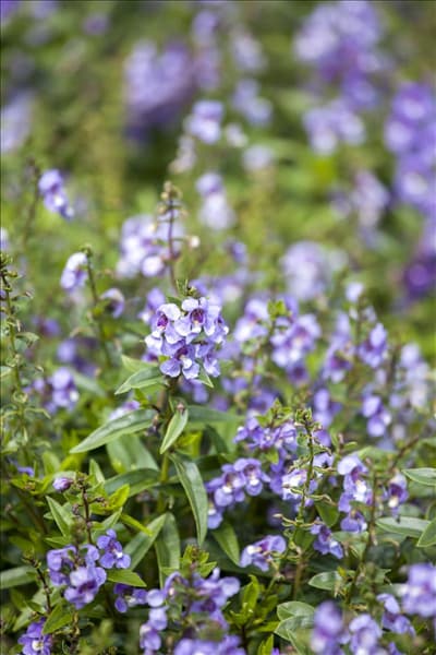 Angelonia angustifolia