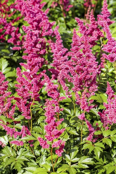 Astilbe japonica
