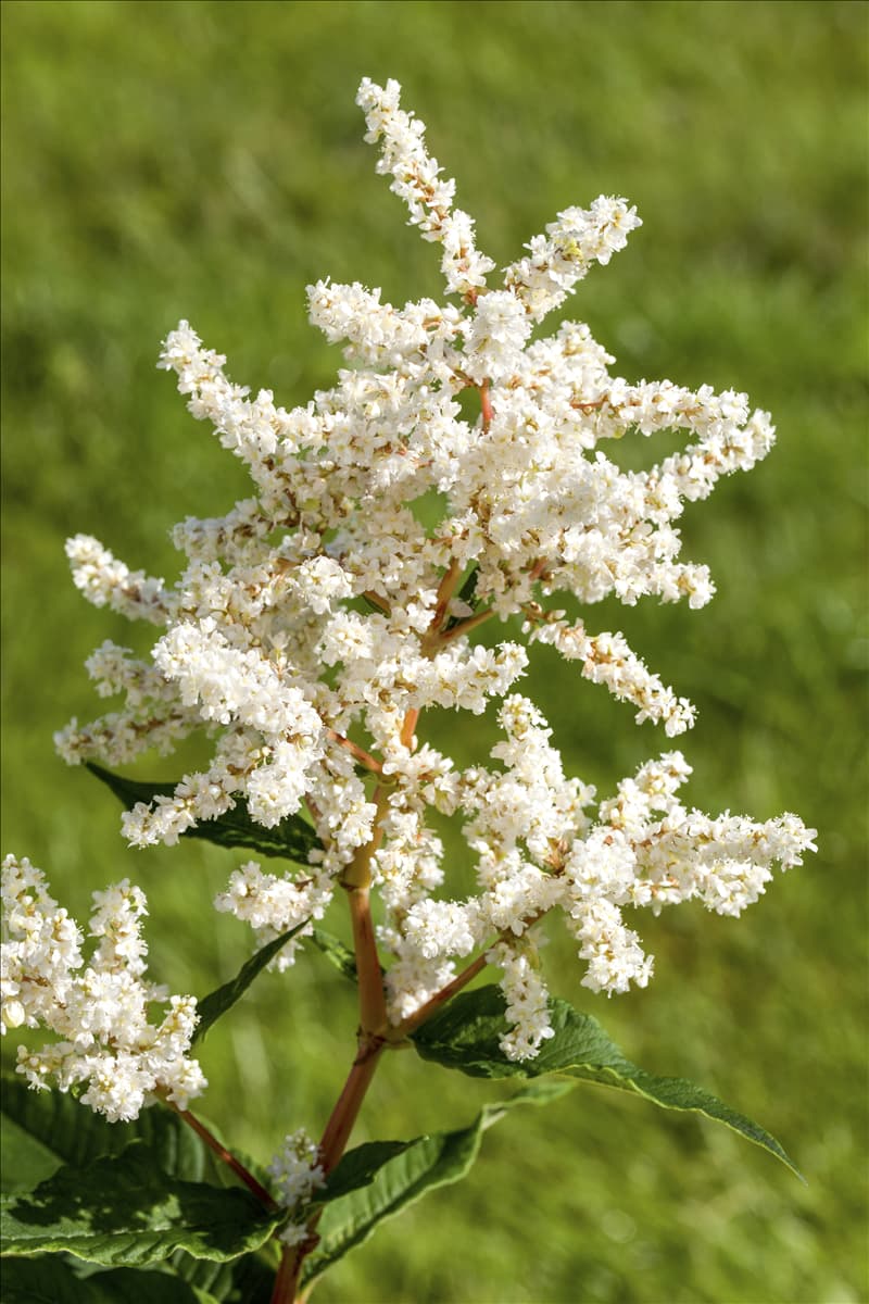 Astilbe japonica