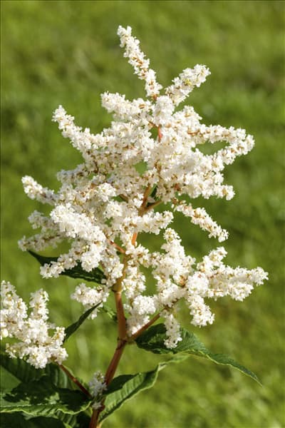 Astilbe japonica