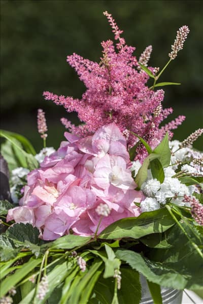 Hydrangea macrophylla