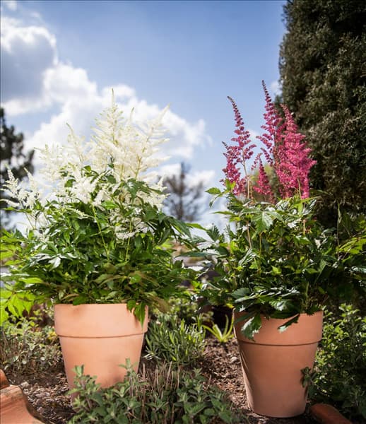 Astilbe japonica