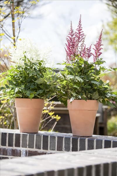 Astilbe japonica