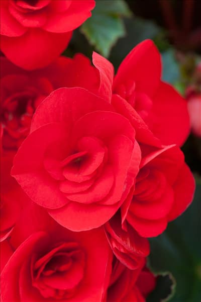 Begonia elatior 'Baladin'®