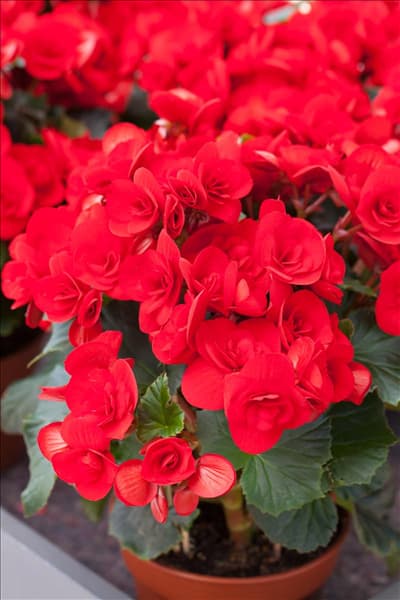 Begonia elatior 'Baladin'®