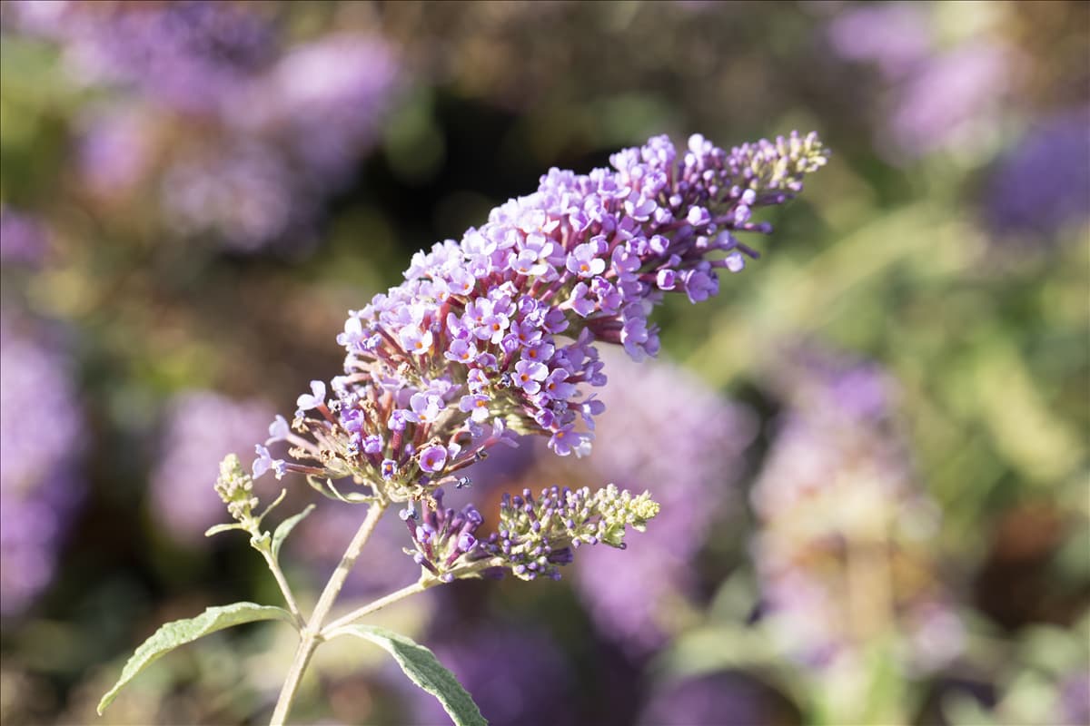Buddleja davidii BUZZ™ 'Midnight'
